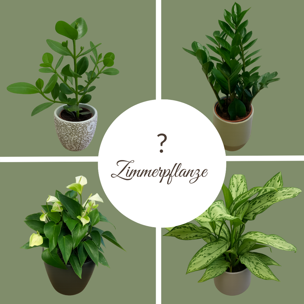 Zimmerpflanzen-ABO