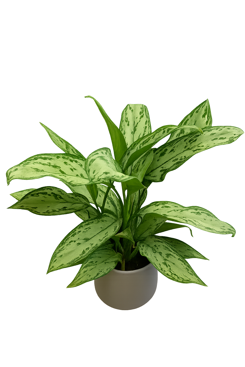 Aglaonema