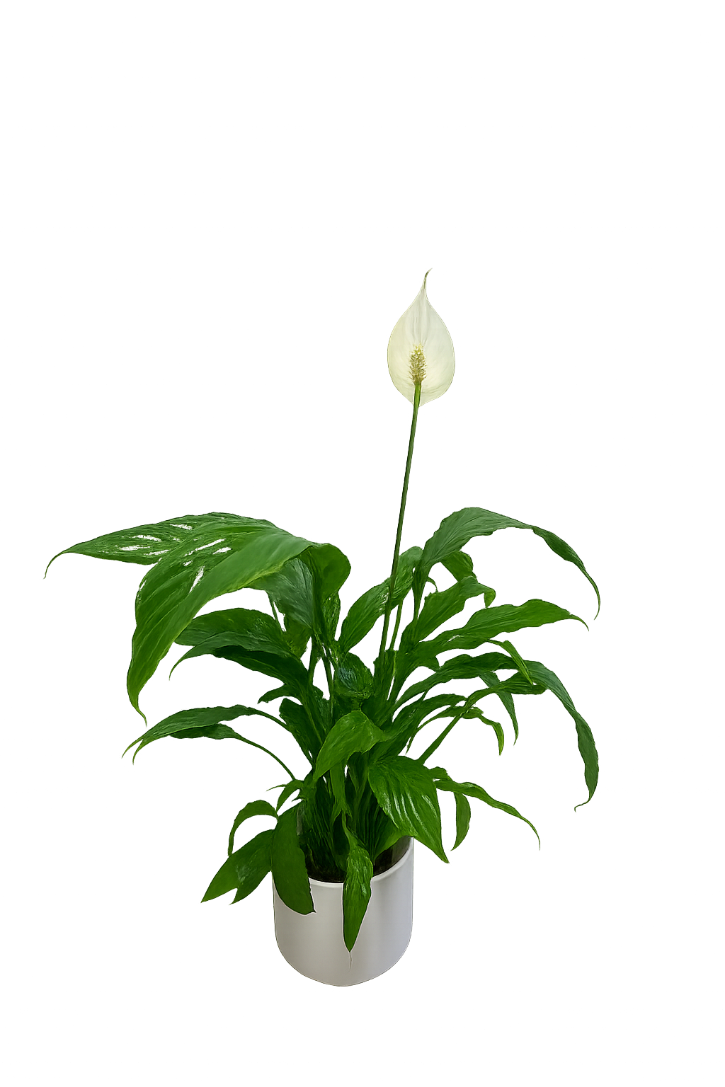 Spathiphyllum - Einblatt