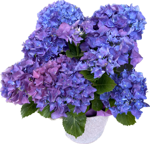 Hortensienpflanze in blau