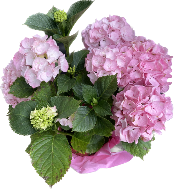 Hortensienpflanze in rosa