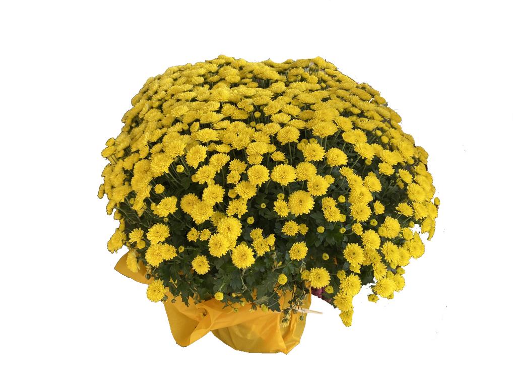 Gelbe Chrysantheme
